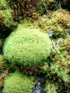 Amphidium californicum thumbnail 2