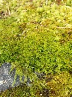 Soft-tufted Beard-moss thumbnail 3