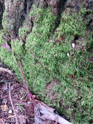 Pseudisothecium cristatum