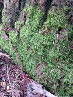 Pseudisothecium cristatum thumbnail 1