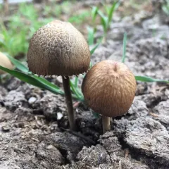 Petticoat Mottlegill thumbnail 1