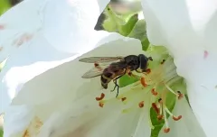 Common Bristleside thumbnail 1
