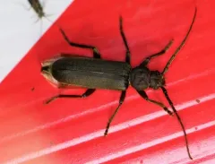 Rust Pine Borer thumbnail 2