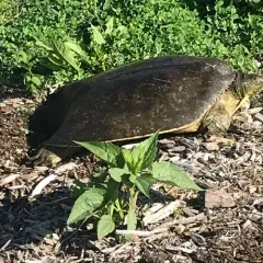 Spiny Softshell thumbnail 4