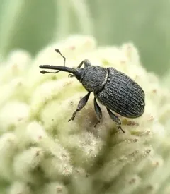 Rhinusa asellus thumbnail 4