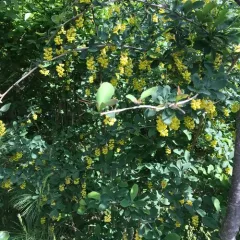 European barberry thumbnail 4