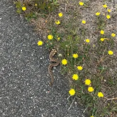 Eastern Hognose Snake thumbnail 1