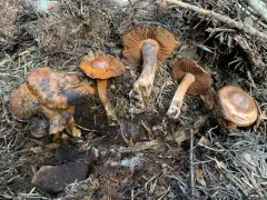 Cortinarius brunneovernus thumbnail 2