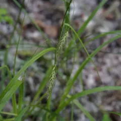 longbeak sedge thumbnail 2