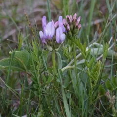 field milkvetch thumbnail 3