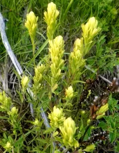 yellowish paintbrush thumbnail 2