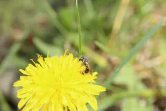 Very Smooth Sweat Bee thumbnail 4