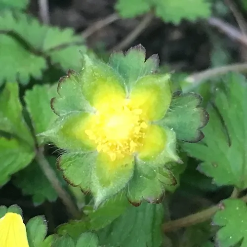 mock strawberry