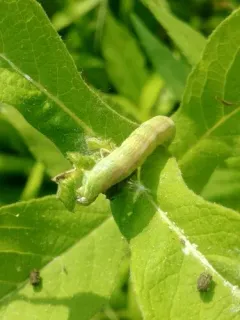 Forbes' Sallow thumbnail 1