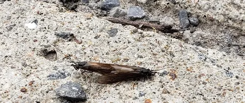 Ceraclea nigronervosa