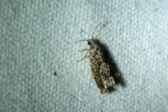 ironwood fruitworm thumbnail 2