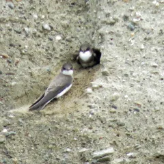 Bank Swallow thumbnail 2