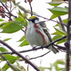 Chestnut-sided Warbler thumbnail 3