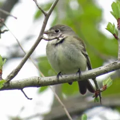 Least Flycatcher thumbnail 2
