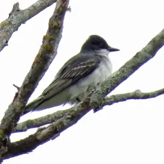 Eastern Kingbird thumbnail 3