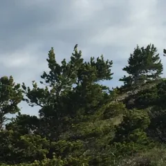 Townsend's Solitaire thumbnail 1
