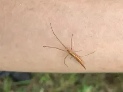 tailed long-jawed orbweaver thumbnail 3