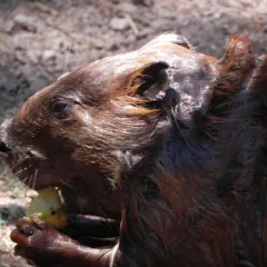 American Beaver thumbnail 4