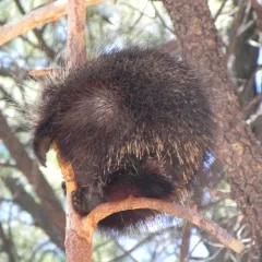 North American Porcupine thumbnail 3