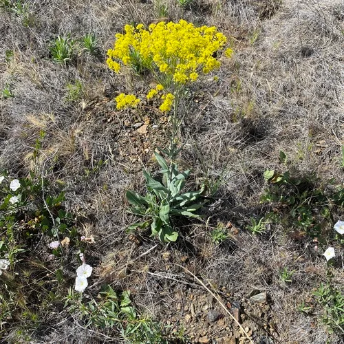 woad