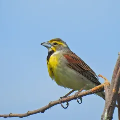 Dickcissel thumbnail 4