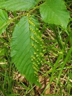 Taphrina ulmi thumbnail 2
