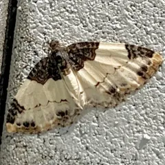 White-ribboned Carpet Moth thumbnail 4