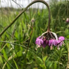 nodding onion thumbnail 2