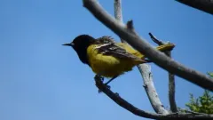 Scott's Oriole thumbnail 4