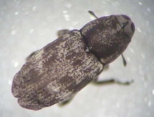 Douglas-fir twig weevil