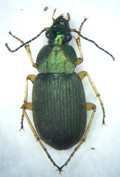 Small-green Stinking Beetle thumbnail 2