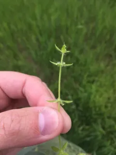 Piedmont Bedstraw thumbnail 2