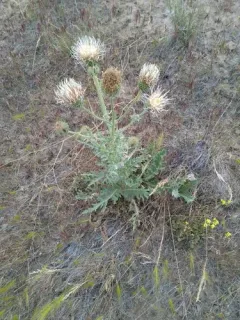 Gray Thistle thumbnail 2