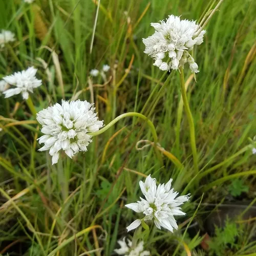Cuddy Mountain Onion