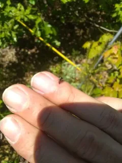 Ophiderma flavicephala thumbnail 4