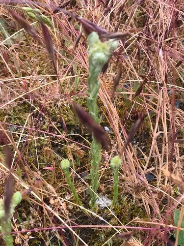 Common Cudweed