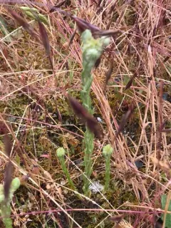 Common Cudweed thumbnail 1