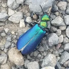 Lytta cyanipennis thumbnail 2