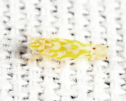 Eastern Grape Leafhopper