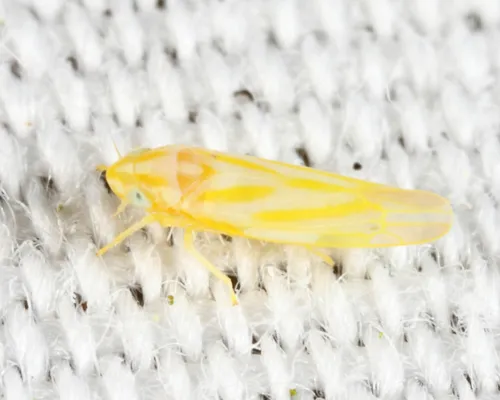 Erythridula penelutea