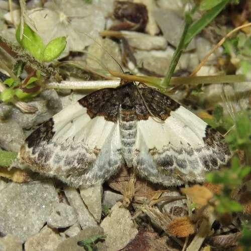 White-ribboned Carpet Moth