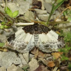 White-ribboned Carpet Moth thumbnail 1
