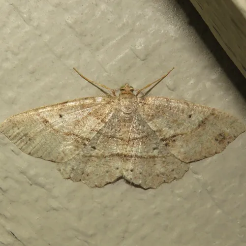 Signate Melanolophia Moth