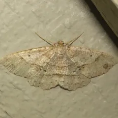 Signate Melanolophia Moth thumbnail 1