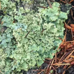 Speckled Greenshield thumbnail 2